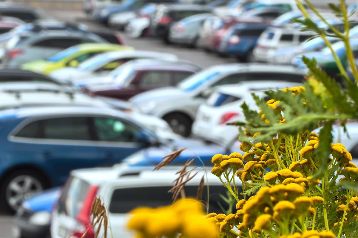 A full parking lot in the background out of focus with yellow flowers in the foreground in focus